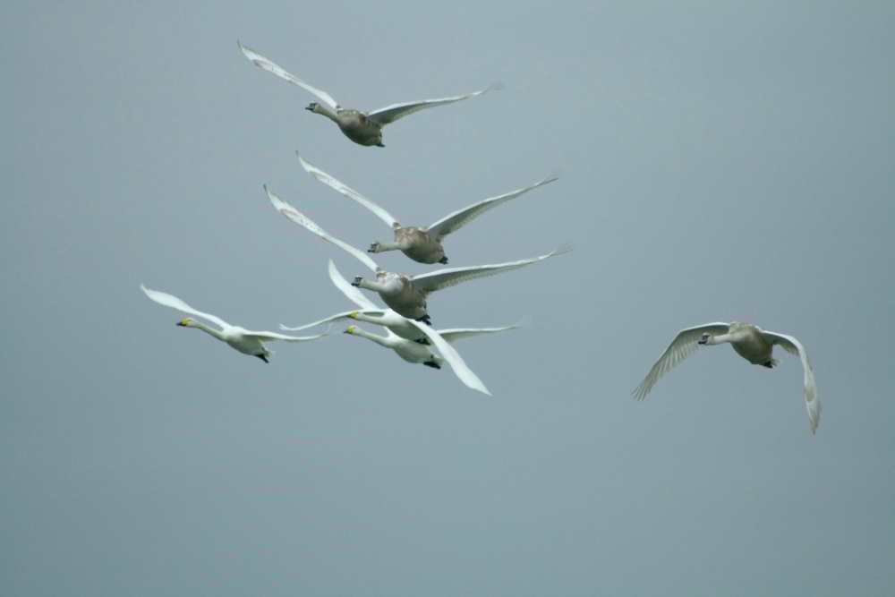 Flugstudie