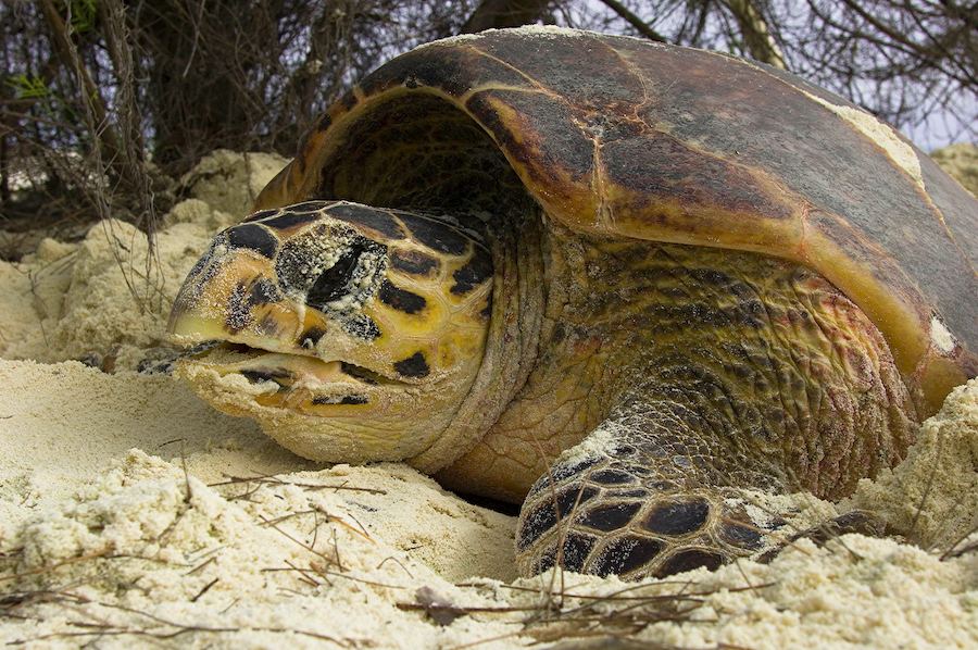 Hawksbill turtle (Erechmotelys imbricata) ND