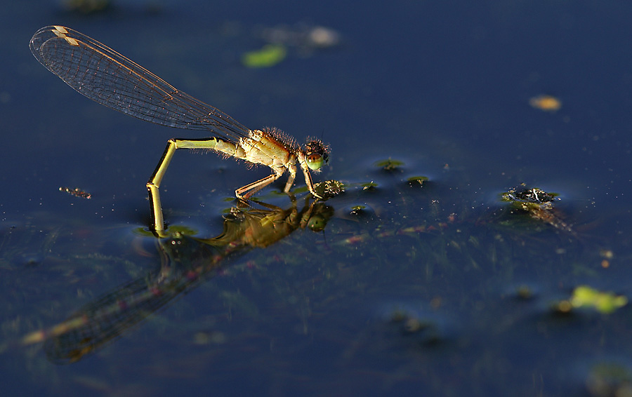 Kleine Pechlibelle (Ischnura pumilio)