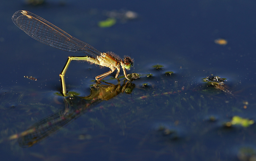 Kleine Pechlibelle (Ischnura pumilio)