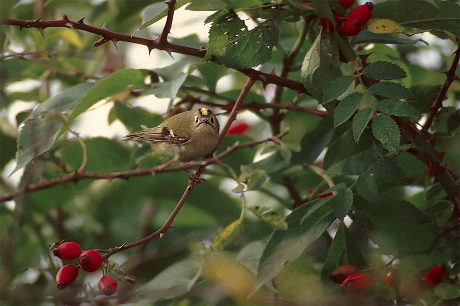 Wintergoldhähnchen - ND