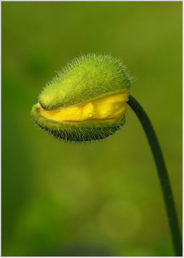 Mohn