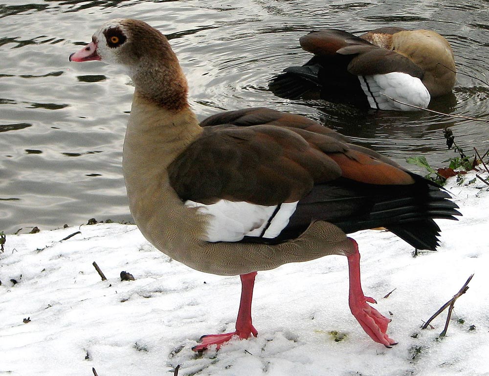 Nilgans Alopochen aegyptiaca ND