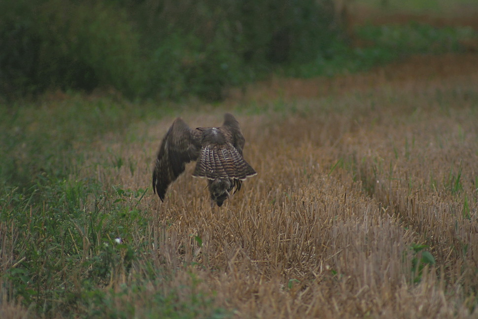 Bussard mit Beute