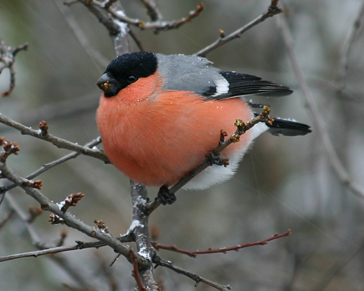 Gimpel im Schneetreiben, ND, EBV