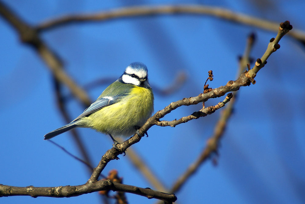 Blaumeise