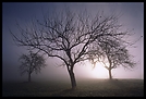 Obstbäume im Nebel KD