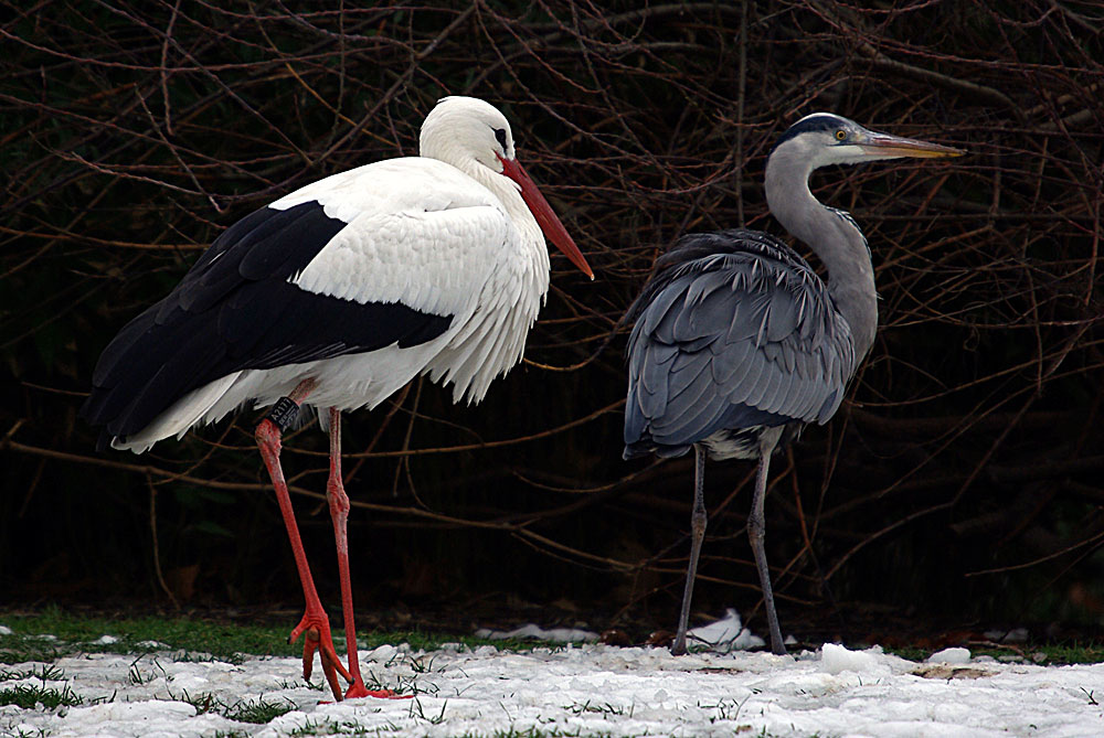 Weißstorch und Reiher