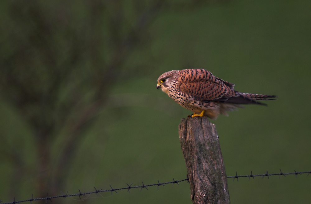 Turmfalke (Falco tinnunculus) ND