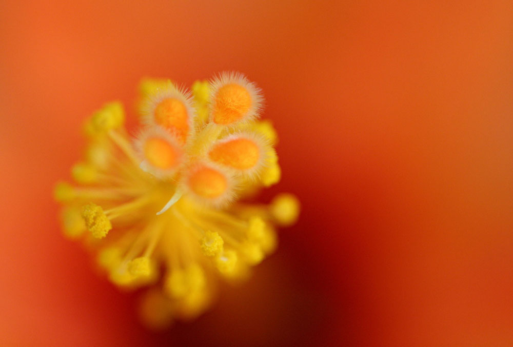 Hibiskusstempel KD