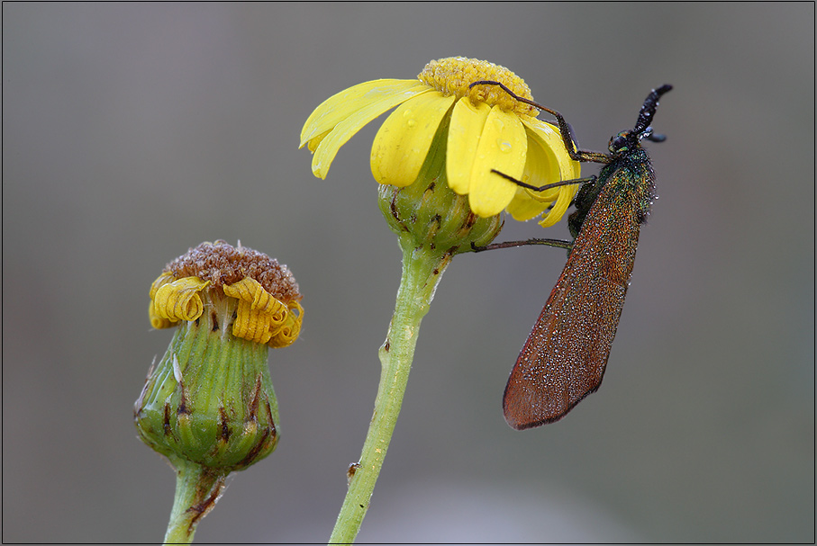 ND Sonnenroeschen-Gruenwidderchen ( Adscita geryon)