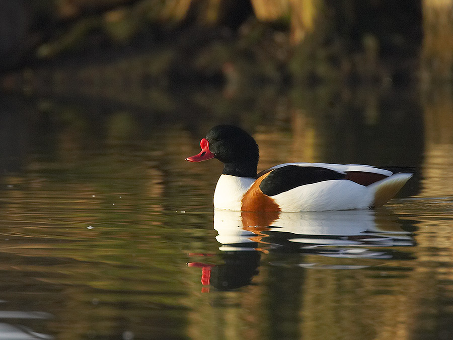 Brandgans (Tadorna tadorna)