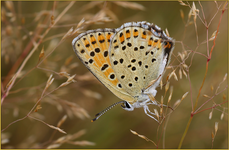 ND Brauner Feuerfalter (Heodes tityrus )