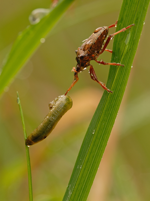 Wanze auf der Jagd