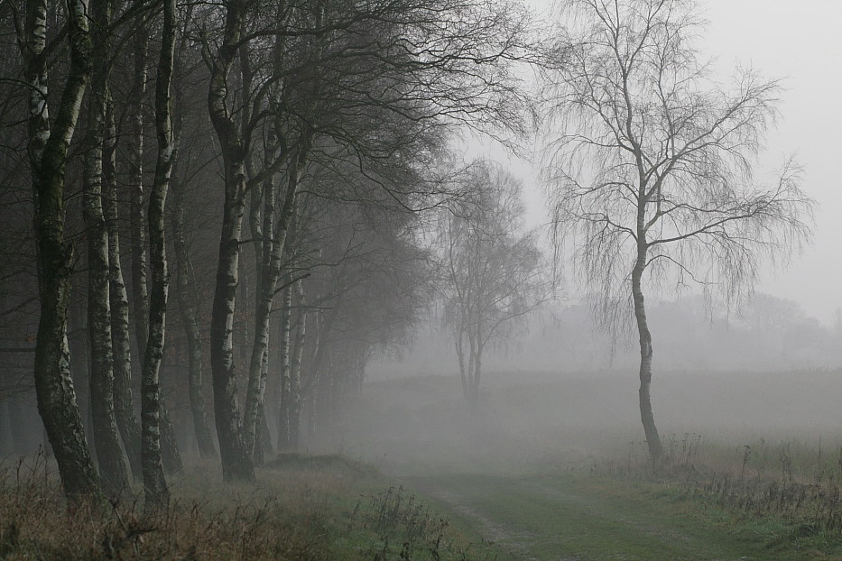 Nebel