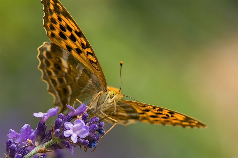 Kaisermantel (Argynnis paphia) ND