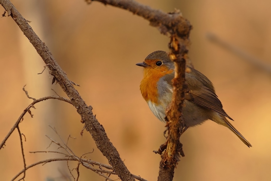 Rotkehlchen (Erithacus rubecula) ND