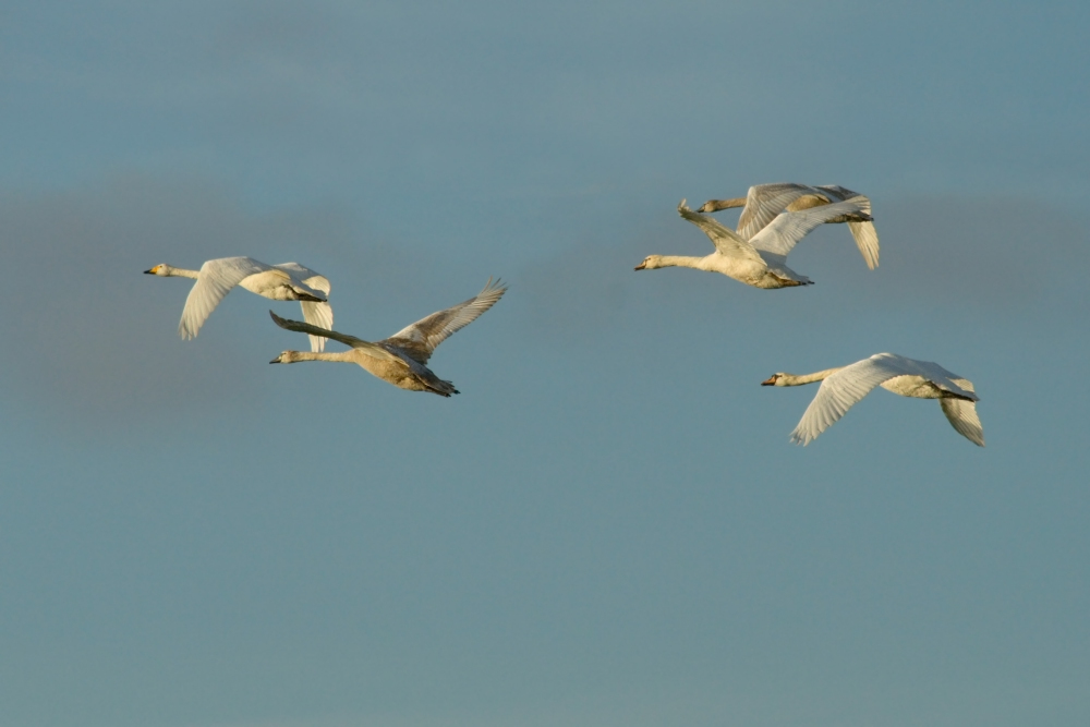 Schwäne im Flug ND