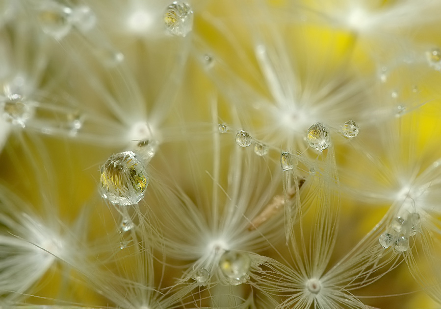 Pusteblume im Tau