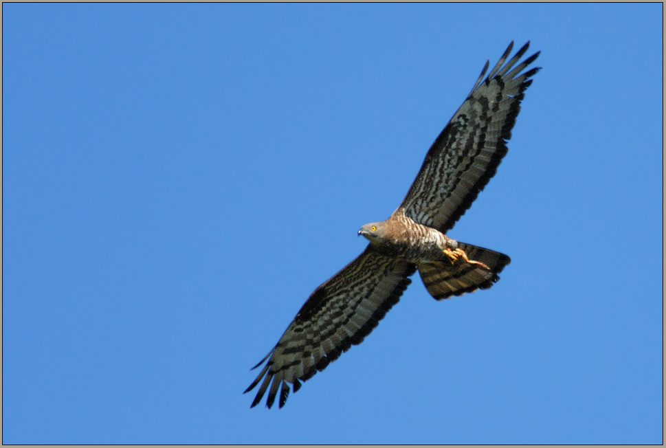 Wespenbussard *Pernis apivorus* [ND]  Doku