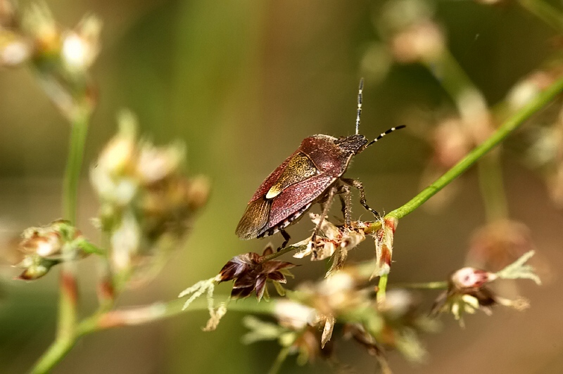 ND Beerenwanze (Dolycoris baccarum)