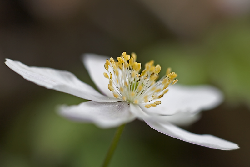 Wald-Windröschen (Anemone Sylvestris)