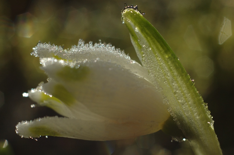 Raureif auf Maerzenbecher