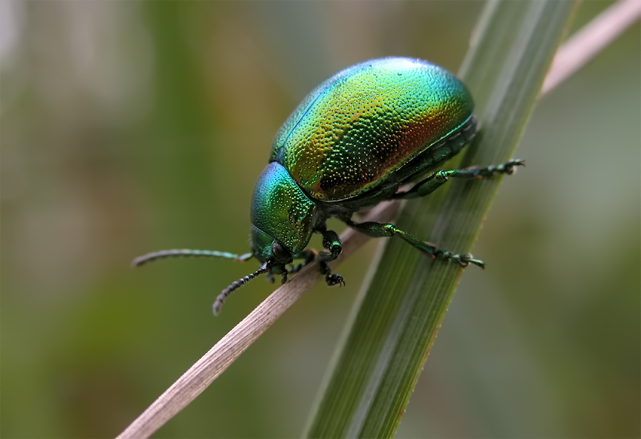 Käfer, metallic-lackiert, mit Hagelschäden im Blech...