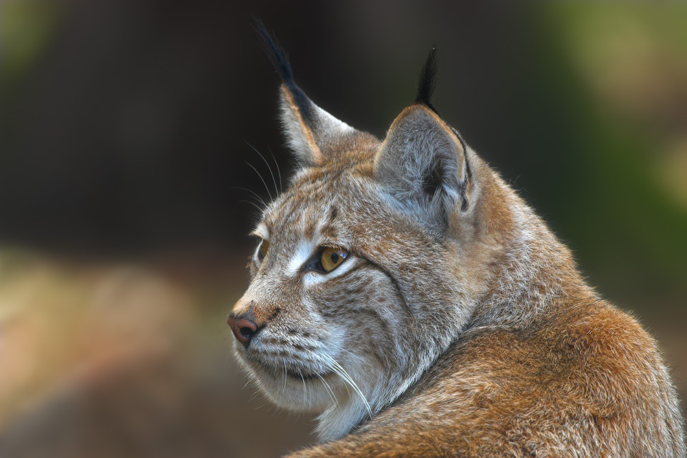 Luchs (ZO)