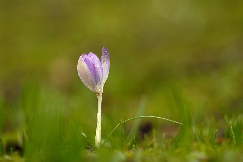 Kleiner Krokus