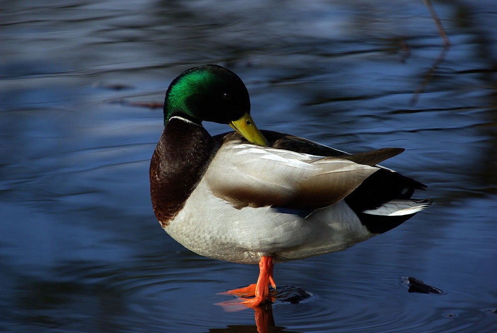 Stockente