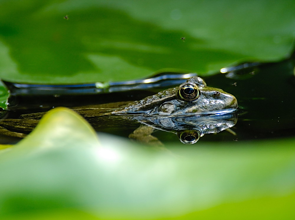 Teichfrosch zugelaufen