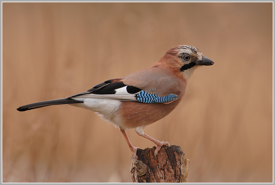 Eichelhäher (Garrulus glandarius)