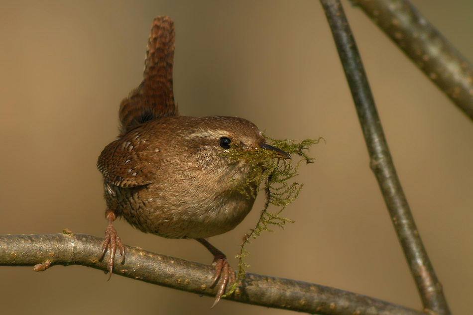 Nestpolsterung ( ND )