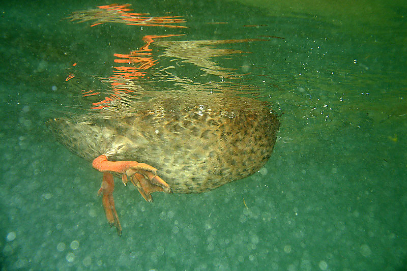 Anas platyrhynchos