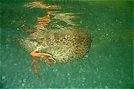 Anas platyrhynchos