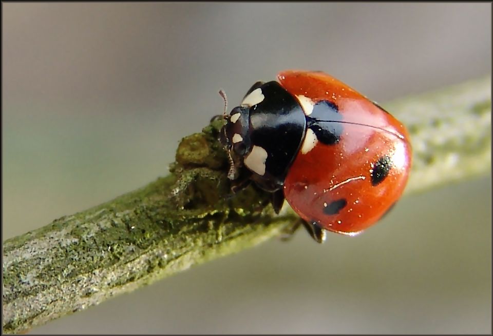 Marienkäfer