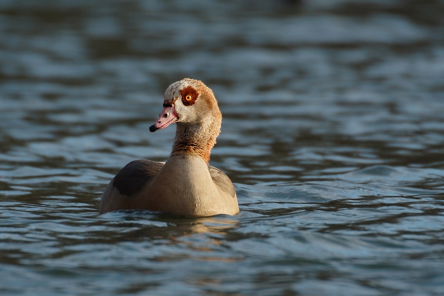 Nilgans ND/EBV