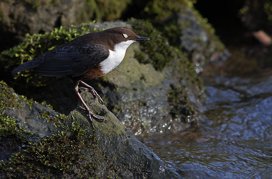 Wasseramsel (Cinclus cinclus)