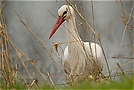 Weißstorch in natürlicher Umgebung (wildlife, ND)