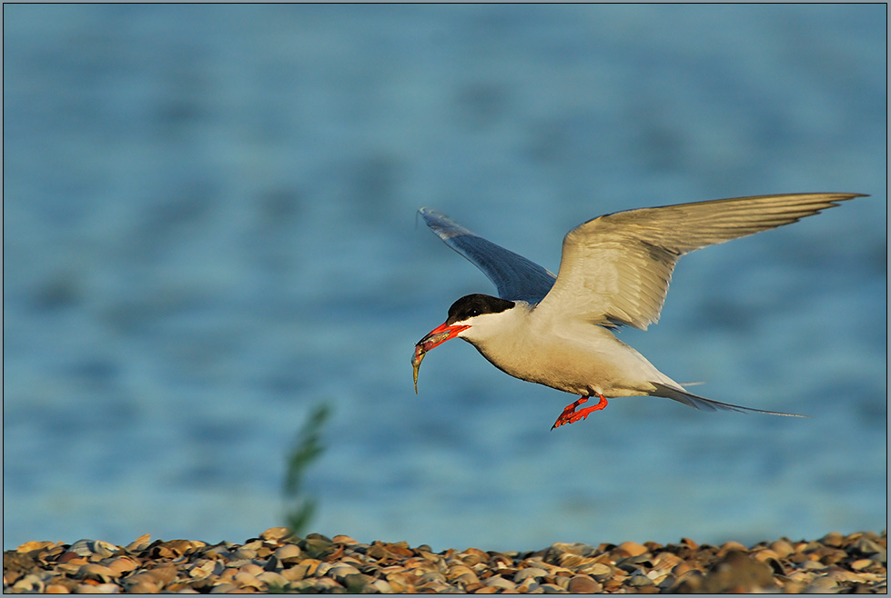 Flußseeschwalbe *Sterna hirundo* [ND]