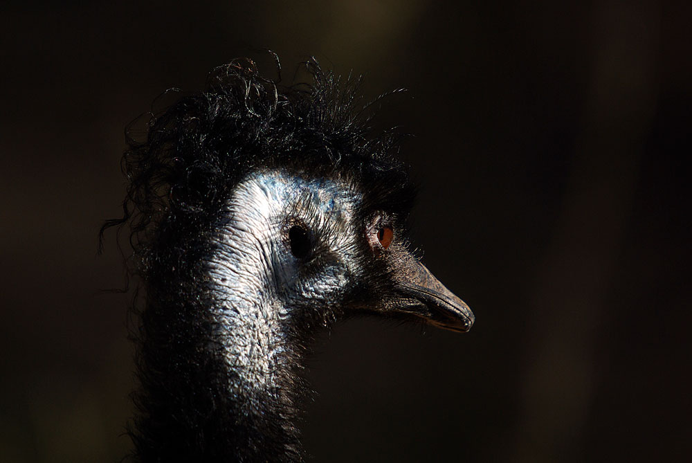 Emu