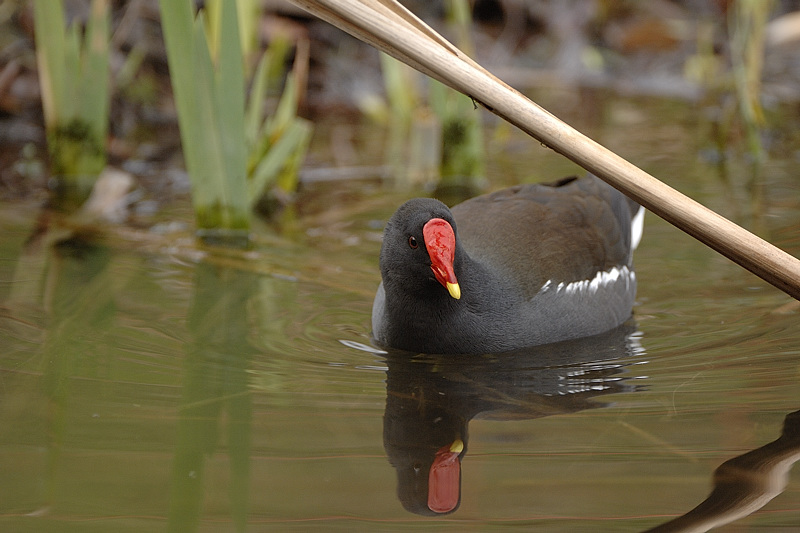 Teichhuhn