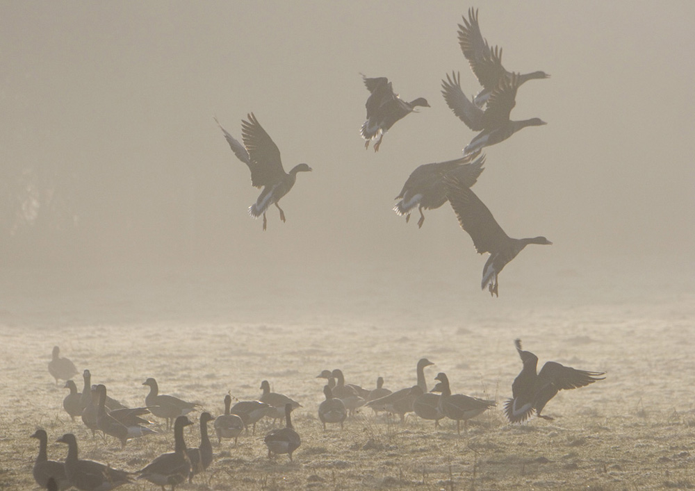 Blaessgaenseeinflug im Morgennebel ND