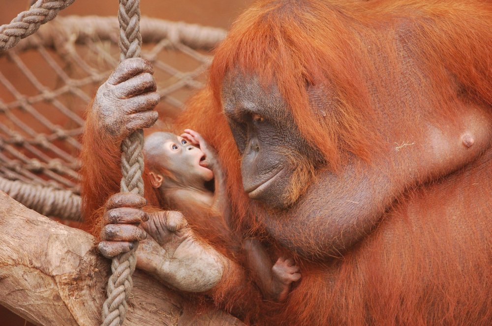 Orang Utans (ZO)