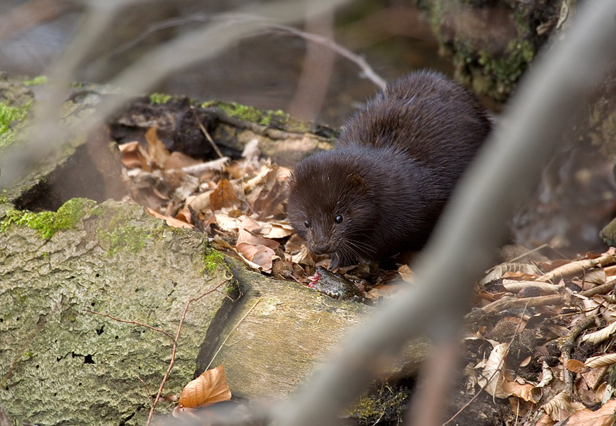 Mink (ND)