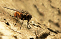 Fliege auf Baumrinde (ND/EBV)