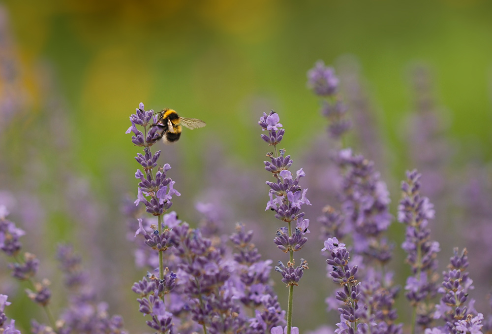 Sommer