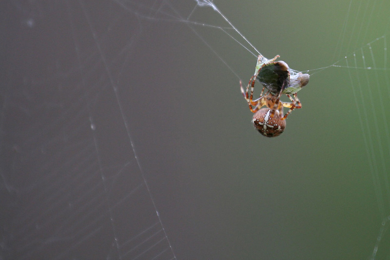 Araneus diadematus mit Beute - ND