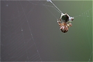 Araneus diadematus mit Beute - ND